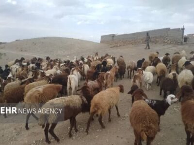 پایان مهلت دام‌ها در پارک ملی توران شاهرود؛ هرگونه تردد دام ممنوع است