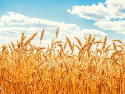 پیش‌بینی تولید ۵۰ هزار تن گندم در مراغه