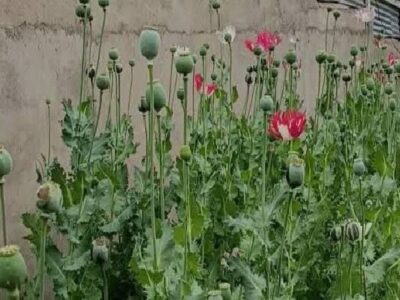 کشف و امحای  ۵ مزرعه کشت خشخاش در دشت آزادگان