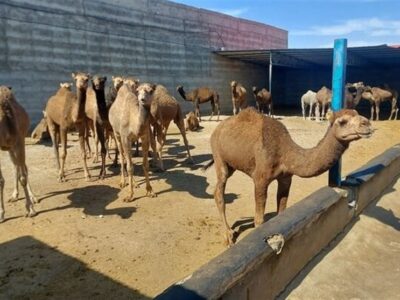 گزارش|جهش شترداری در شاهرود؛ استفاده بهینه از اقلیم خشک و مراتع فقیر
