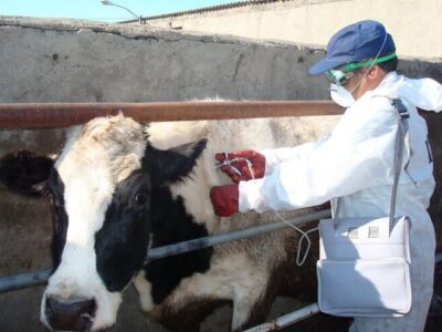 گلی: اجرای طرح جهادی دامپزشکی در روستای درمن؛واکسیناسیون ۳۹۰۰ رأس دام