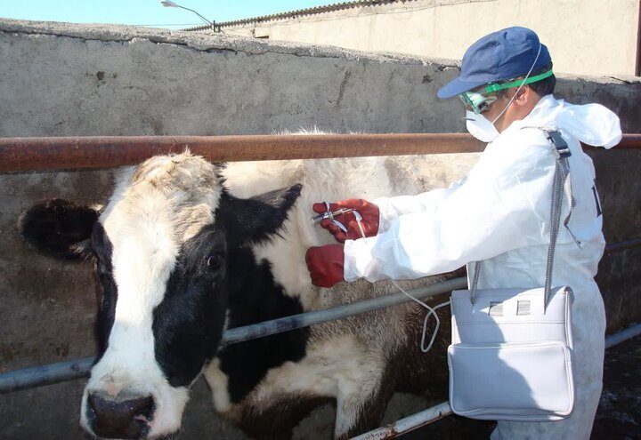 گلی: اجرای طرح جهادی دامپزشکی در روستای درمن؛واکسیناسیون ۳۹۰۰ رأس دام