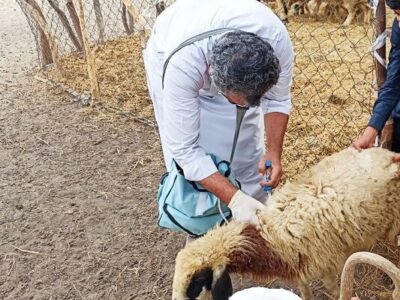 اجرای طرح واکسیناسیون میش های غیرآبستن بر علیه بیماری تب مالت در البرز