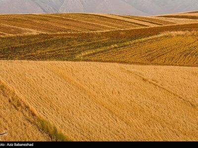 اعلام نرخ 49500 تومانی برای گندم/  آغاز برداشت در مناطق جنوبی لرستان
