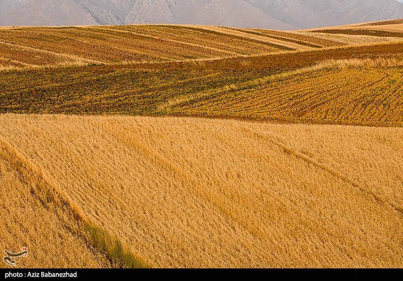اعلام نرخ 49500 تومانی برای گندم/  آغاز برداشت در مناطق جنوبی لرستان