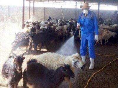 تب کریمه کنگو زنگ خطر مرگ را به صدا درآورد