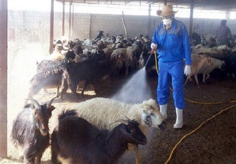 تب کریمه کنگو زنگ خطر مرگ را به صدا درآورد