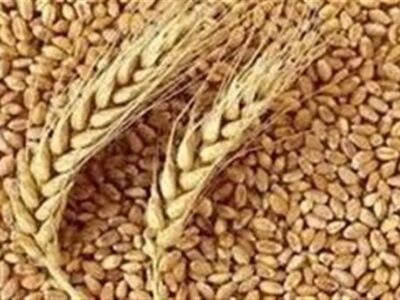 ثبت و تجاری‌سازی 31 رقم بومی گندم، جو و دانه روغنی در خراسان شمالی