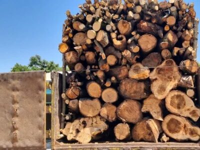 جزئیات شناسایی و انهدام باند قاچاق چوب با دوربین تله‌ای در استان مازندران