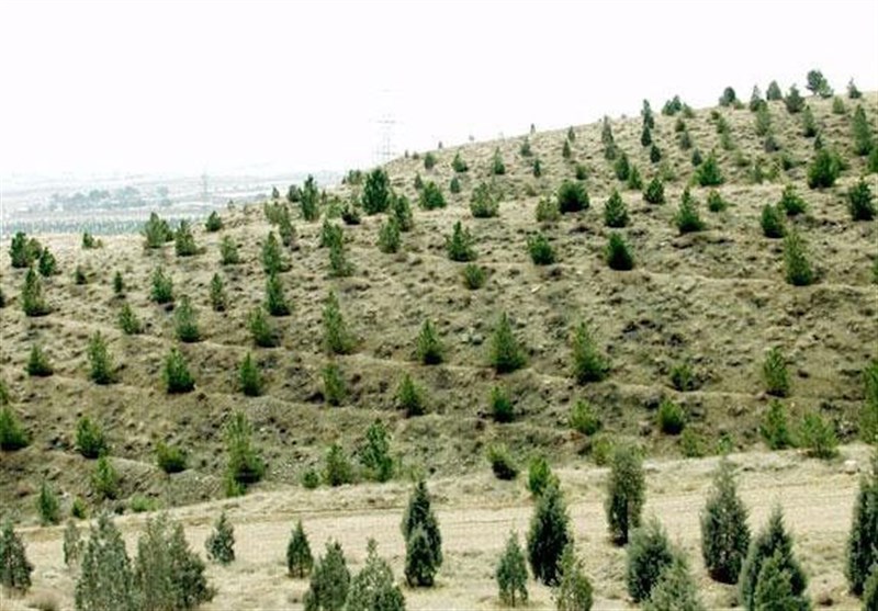 روز درختکاری , اخبار استان گلستان , سید ابراهیم رئیسی , شهدای خدمت , جنگل , 