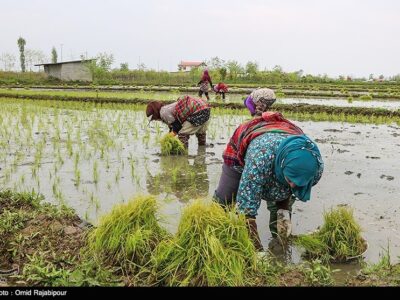 دلالان در کمین شالیزارهای شمال/ چه کسانی بازار برنج را به‌هم ریختند؟