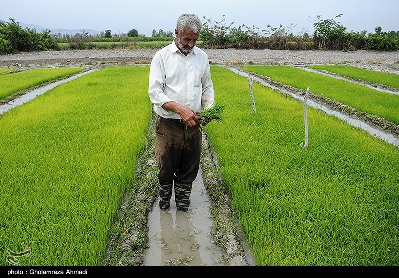 دلالان در کمین شالیزارهای شمال/ چه کسانی بازار برنج را به‌هم ریختند؟