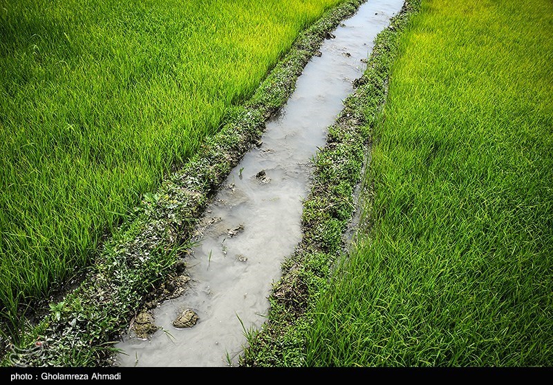 دلالان در کمین شالیزارهای شمال/ چه کسانی بازار برنج را به‌هم ریختند؟