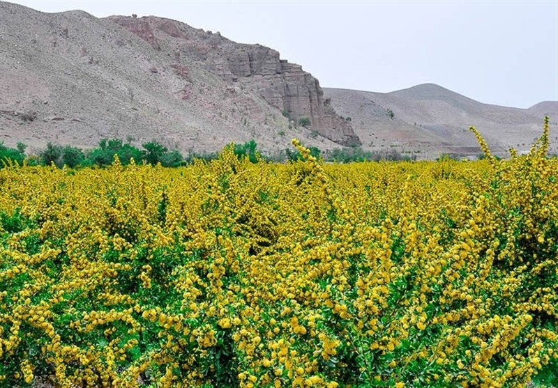 اخبار استان خراسان جنوبی , زندگی روستایی , طبیعت , 