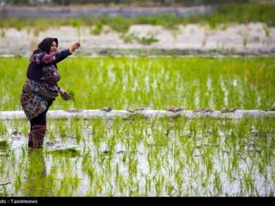 زنگ خطر برای برنج ایرانی/ روایت تلخ شالیکارانی که برای بقا می‌جنگند