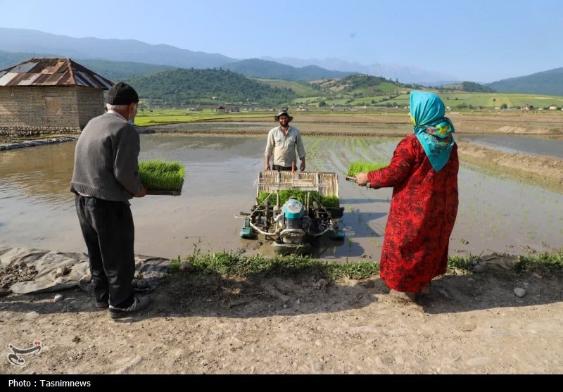 زنگ خطر برای برنج ایرانی/ روایت تلخ شالیکارانی که برای بقا میجنگند اخبار استان مازندران , اخبار ساری ,