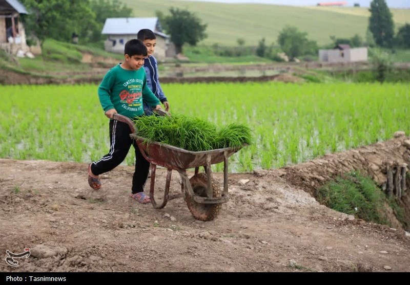 زنگ خطر برای برنج ایرانی/ روایت تلخ شالیکارانی که برای بقا میجنگند اخبار استان مازندران , اخبار ساری ,