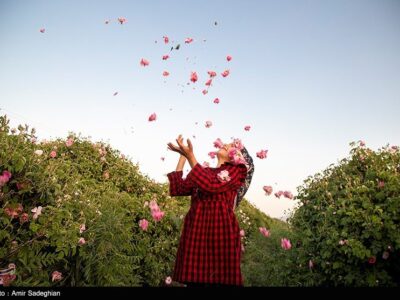 سفر به قلب مزارع معطر ساری؛ وقتی دودانگه بوی بهشت می‌گیرد