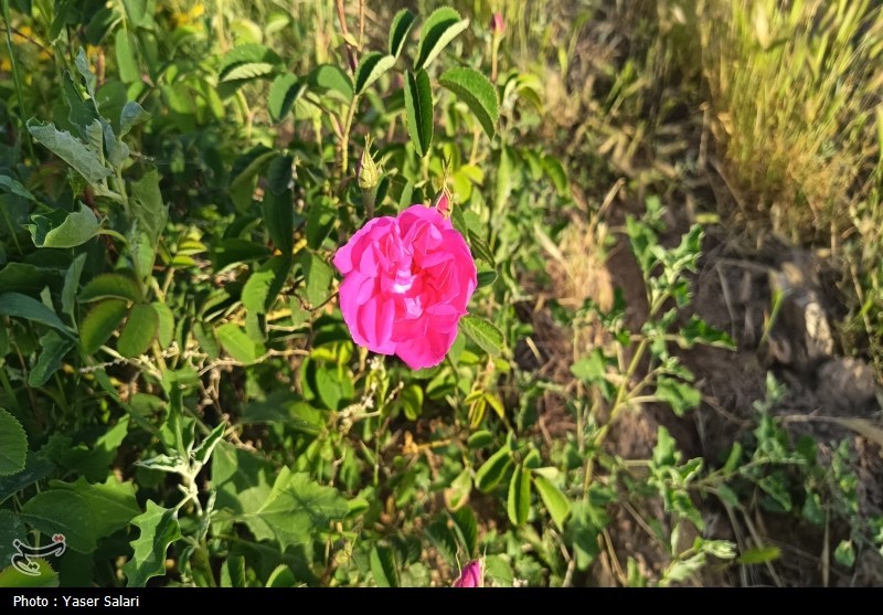 سفر به قلب مزارع معطر ساری؛ وقتی دودانگه بوی بهشت می‌گیرد