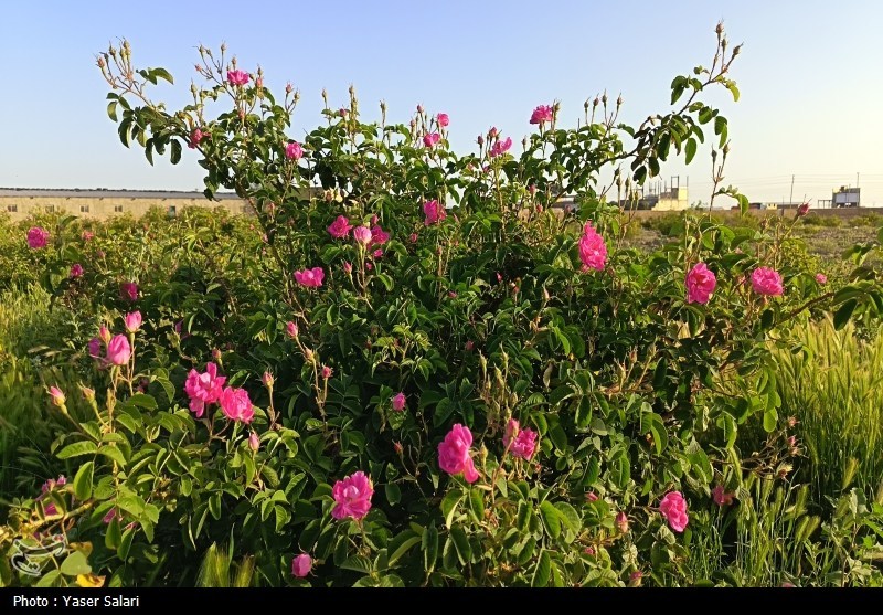 سفر به قلب مزارع معطر ساری؛ وقتی دودانگه بوی بهشت می‌گیرد
