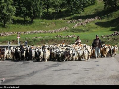 عشایر و طبیعت در چهارمحال و بختیاری؛ زندگی در هماهنگی با فصل‌ها +تصویر