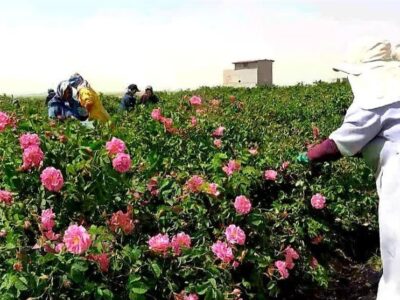 عطر گل محمدی در دامغان پیچید؛ پیش‌بینی برداشت 160 تن محصول