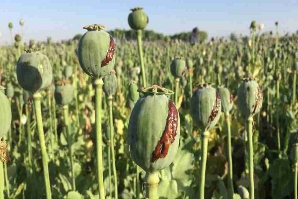 قوه قضاییه: کشت خشخاش جرم است