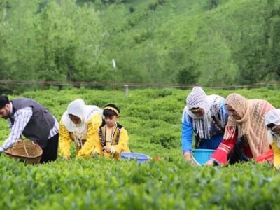 هر خانوار ایرانی سالانه چقدر «چای» مصرف می‌کند؟