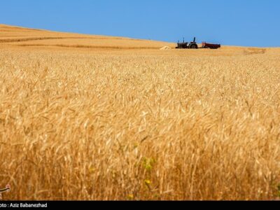 پیش‌بینی خرید 10 میلیون تن گندم در ایران