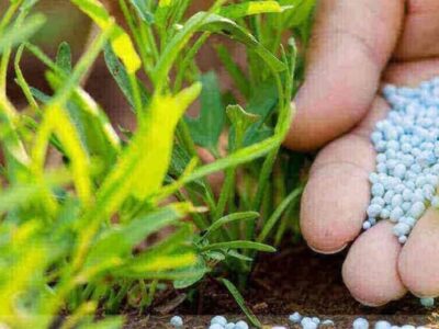 کشاورزی با سدی به نام قیمت‌های نجومی کود مواجه است