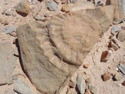 گنجینه 9 میلیون ساله کردستان زیر ذره‌بین پژوهشگران