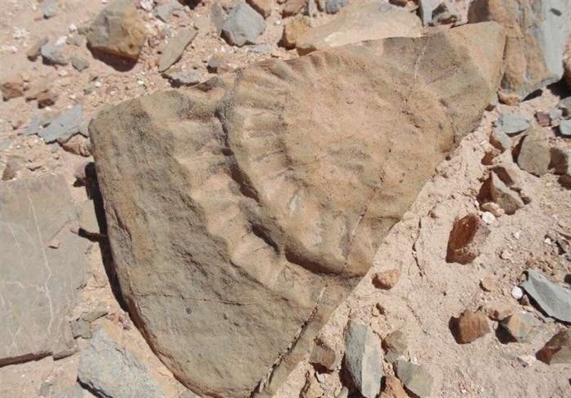 گنجینه 9 میلیون ساله کردستان زیر ذره‌بین پژوهشگران