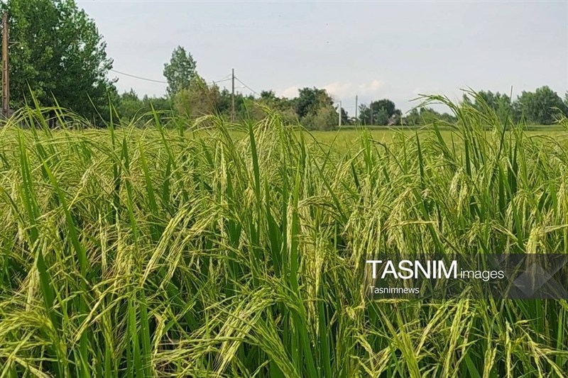 سفر به قلب هویت و اصالت گیلان؛ روزگار پرمهر و سبک زندگی اصیل سفر به قلب هویت و اصالت گیلان؛ روزگار پرمهر و سبک زندگی اصیل
