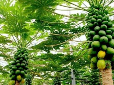 پاپایاهای ایرانی از دل شمال به بازار رسیدند؛ روایت یک کارآفرینی متفاوت