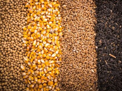 15 تن سویای سوخته در جویبار توقیف شد/ محکومیت متهم به 6 ماه حبس ‌