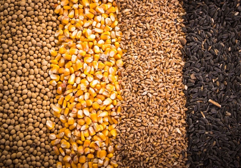 15 تن سویای سوخته در جویبار توقیف شد/ محکومیت متهم به 6 ماه حبس ‌