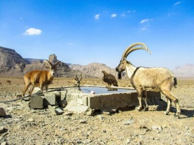 آب تانکر توقیفی، نذر حیات وحش منطقه کلاه قاضی اصفهان شد