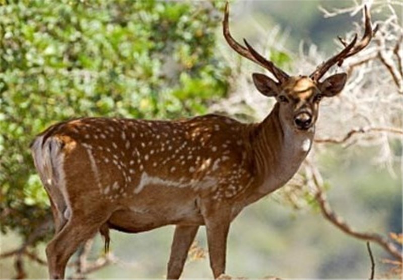 اخبار استان مازندران , اخبار ساری , نظام مسائل استان , نظام مسائل استان مازندران , 