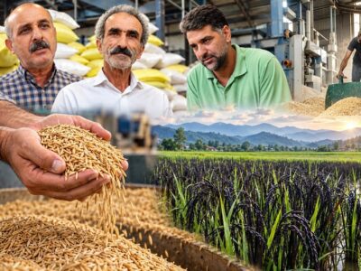 بوی برنج در خمیران شفت؛ روایت مردمی که هنوز پای زمین ایستاده‌اند