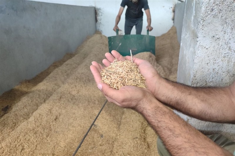 نظام مسائل استان گیلان , اخبار استان گیلان , واردات برنج , کشاورزی , 