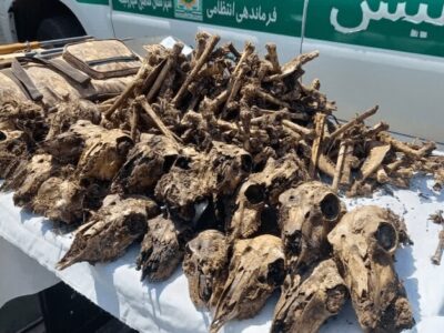 توضیح محیطزیست درباره کشف ۴۱ جمجمه حیاتوحش از خانهای در شاهینشهر