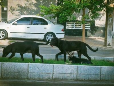 جولان سگ‌ها و نگرانی شهروندان همدانی