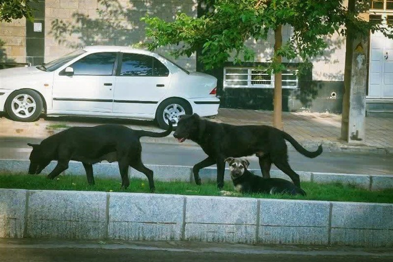 جولان سگ‌ها و نگرانی شهروندان همدانی
