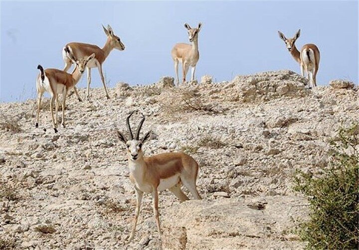 حیات‌وحش یزد در پناه قرق‌گاه‌ها جان گرفت