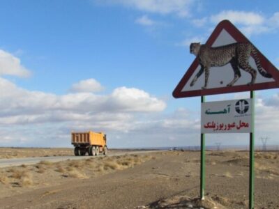 دریکوند: رانندگان در زیستگاه یوزهای خراسان شمالی احتیاط کنند