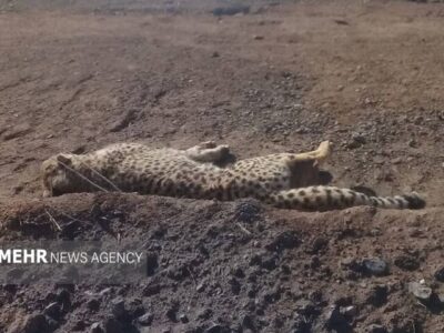 دریکوند: یوزپلنگهای آسیایی در منطقه امن مشاهده شدند