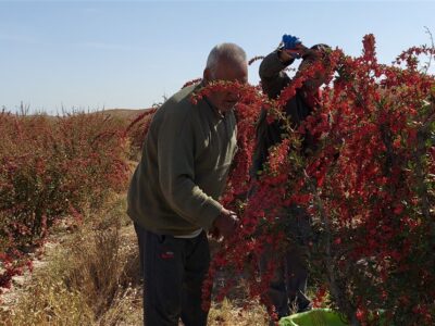 فرش قرمز پاییز زیر پای گردشگران خراسان جنوبی