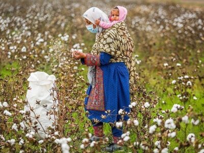 مرگ تدریجی یک محصول راهبردی/ سقوط آزاد پنبه/چه بر سر «طلای سفید» آمد؟