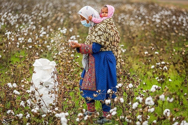 مرگ تدریجی یک محصول راهبردی/ سقوط آزاد ‌پنبه/چه بر سر «طلای سفید» آمد؟