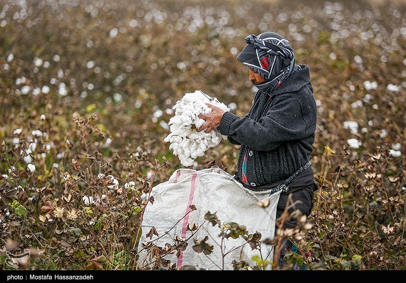 اخبار استان گلستان , کشاورزی , نظام مسائل استان گلستان , نظام مسائل استان , 